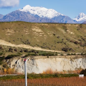 Vineyard in winter