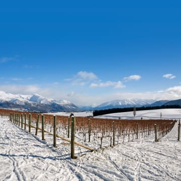 Snow-covered vines