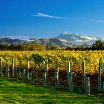 Rocky Vineyard - Awatere Valley, Marlborough