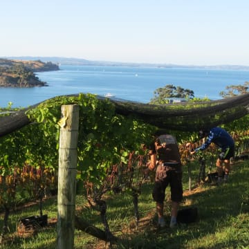 Viognier harvest -  Waiheke Island