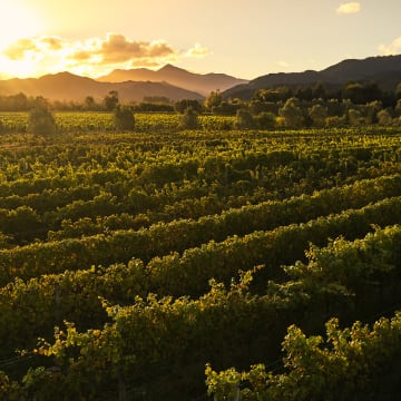 Symphony of Vines: Close-Planted Vineyard Crafting Exceptional Wines.