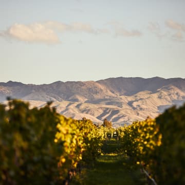 Nature's Splendor: Vineyard Oasis with Majestic Mountain Backdrop