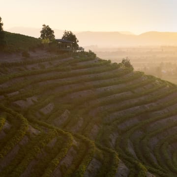 La Robleria Vineyard, Apalta Valley
