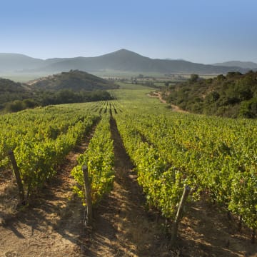 Tapihue Vineyard, Casablanca Valley