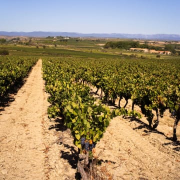 Rang de vignes et sols