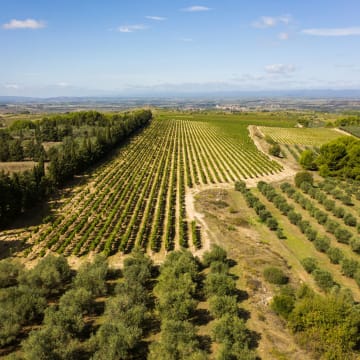 Parcelles de Vignes et d'Oliviers