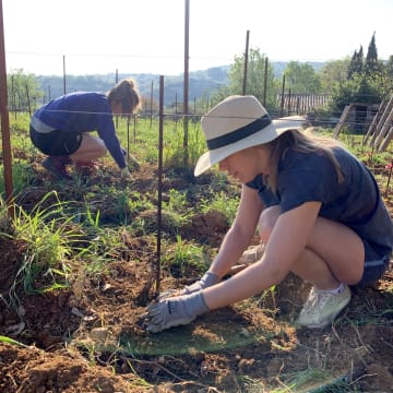 les filles dans le plantier de Grenache