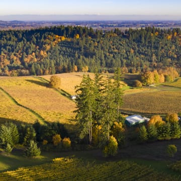 Haakon/Lenai Estate Vineyard