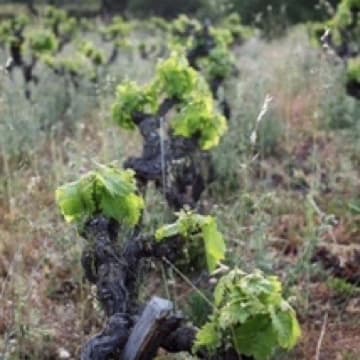 Carignan vieille vigne