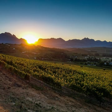 LE GRAND DOMAINE VINEYARD - SUNRISE