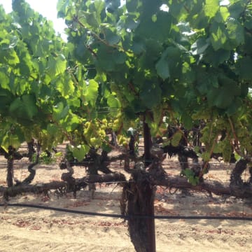 Old vine Chardonnay