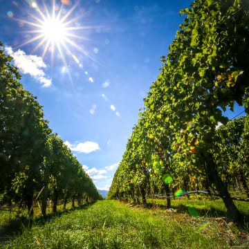 Among the vines