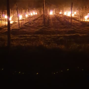 Lighting up the vineyards