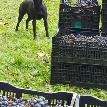 Harvest time