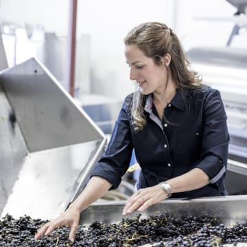 Bibiana sorting Pinot Noir Grapes at her winery in Rohnert Park, CA