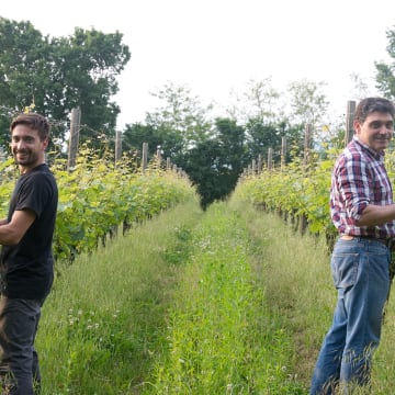Zatti in Vineyard