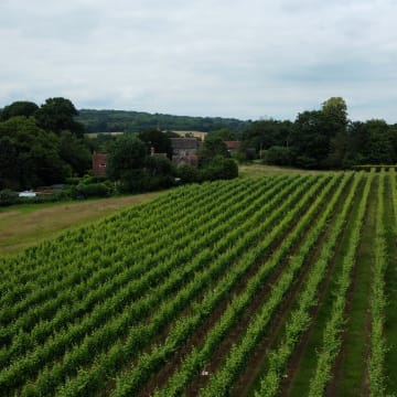 Our vines