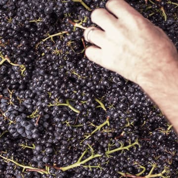 We make 100% Pinot Noir