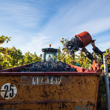 Vendanges manuelles