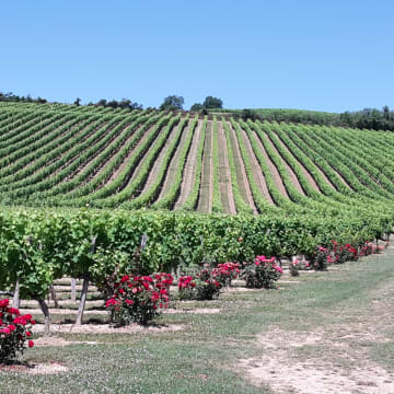 Les vignes du Château Balsamine