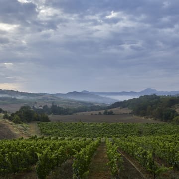 Our Chardonnay vines in "La Serpent" terroir in Limoux
