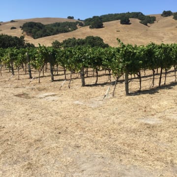 Gap’s Crown Vineyard
