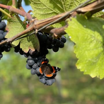 Schmetterling auf Pinot Noir