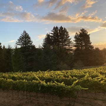 Wentworth Vineyard, Mendocino Ridge AVA