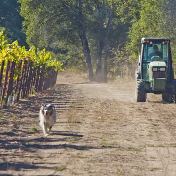 Kylee at Hidden Springs Vineyard