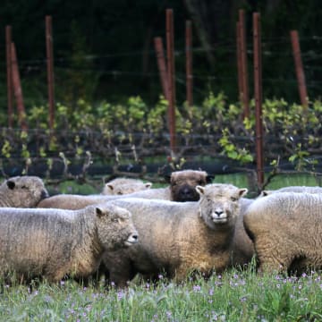 Ewes in the spring Vineyard