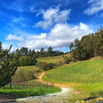 Alfaro Family Vineyards & Winery