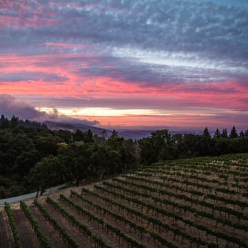 Thomas Fogarty Winery