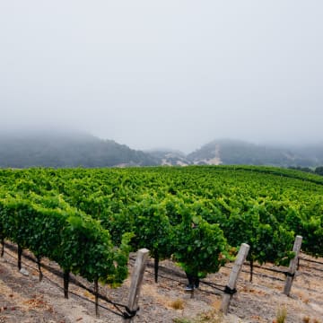 Coastal Fog