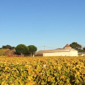 Les vignes en Automne