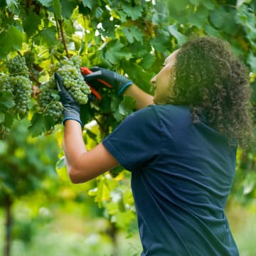 HARVEST