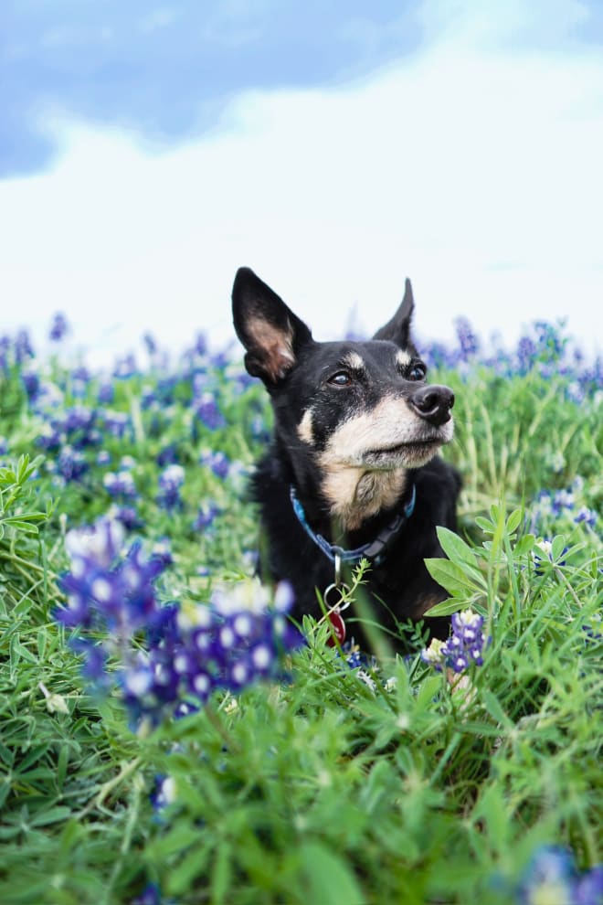 roman-bluebonnets