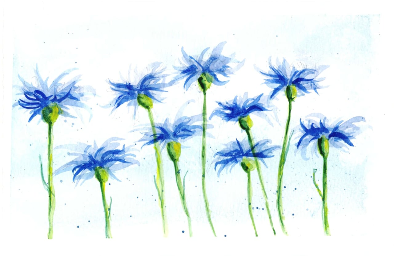 Cornflowers