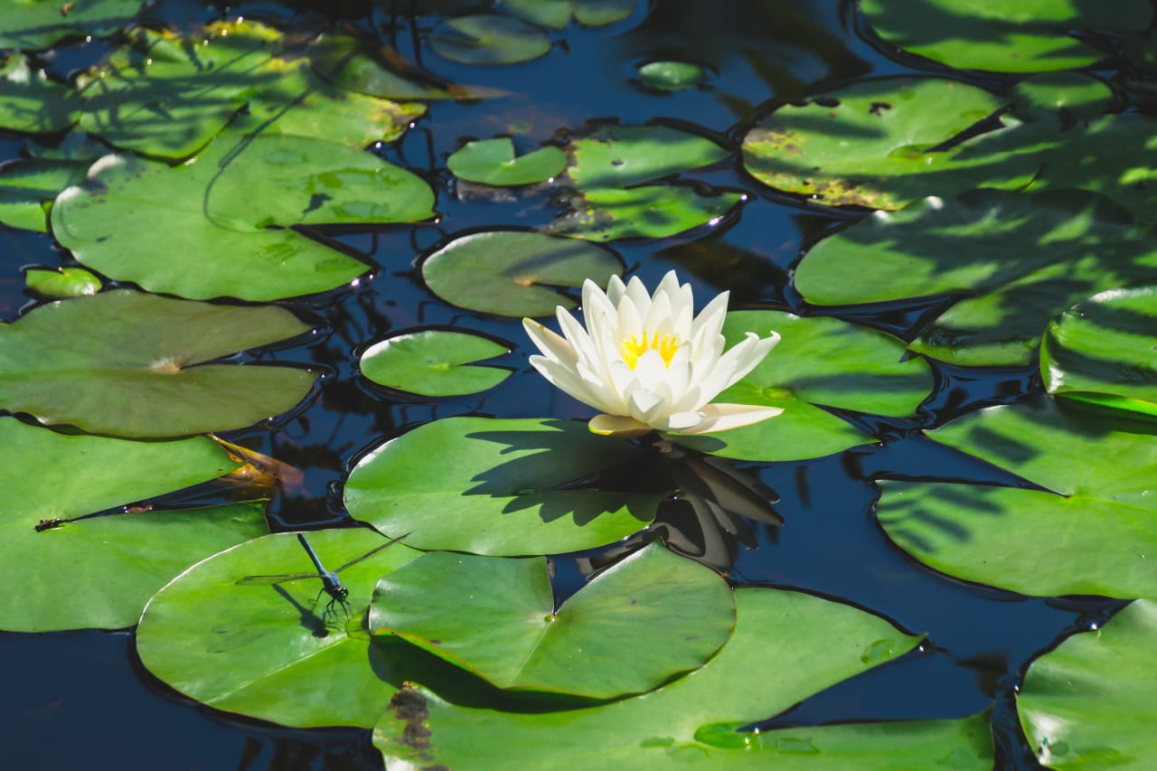 Water Lily