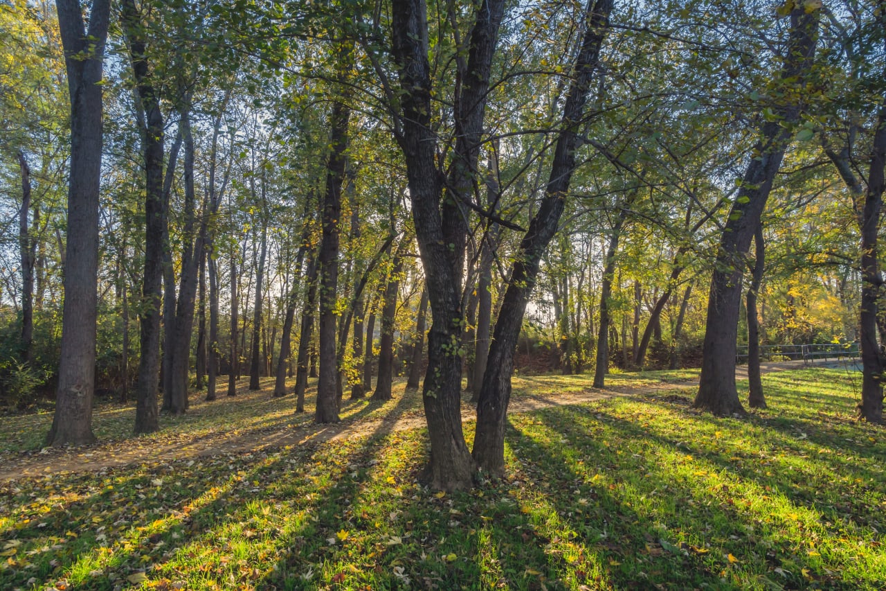 Grove on the Oostanaula