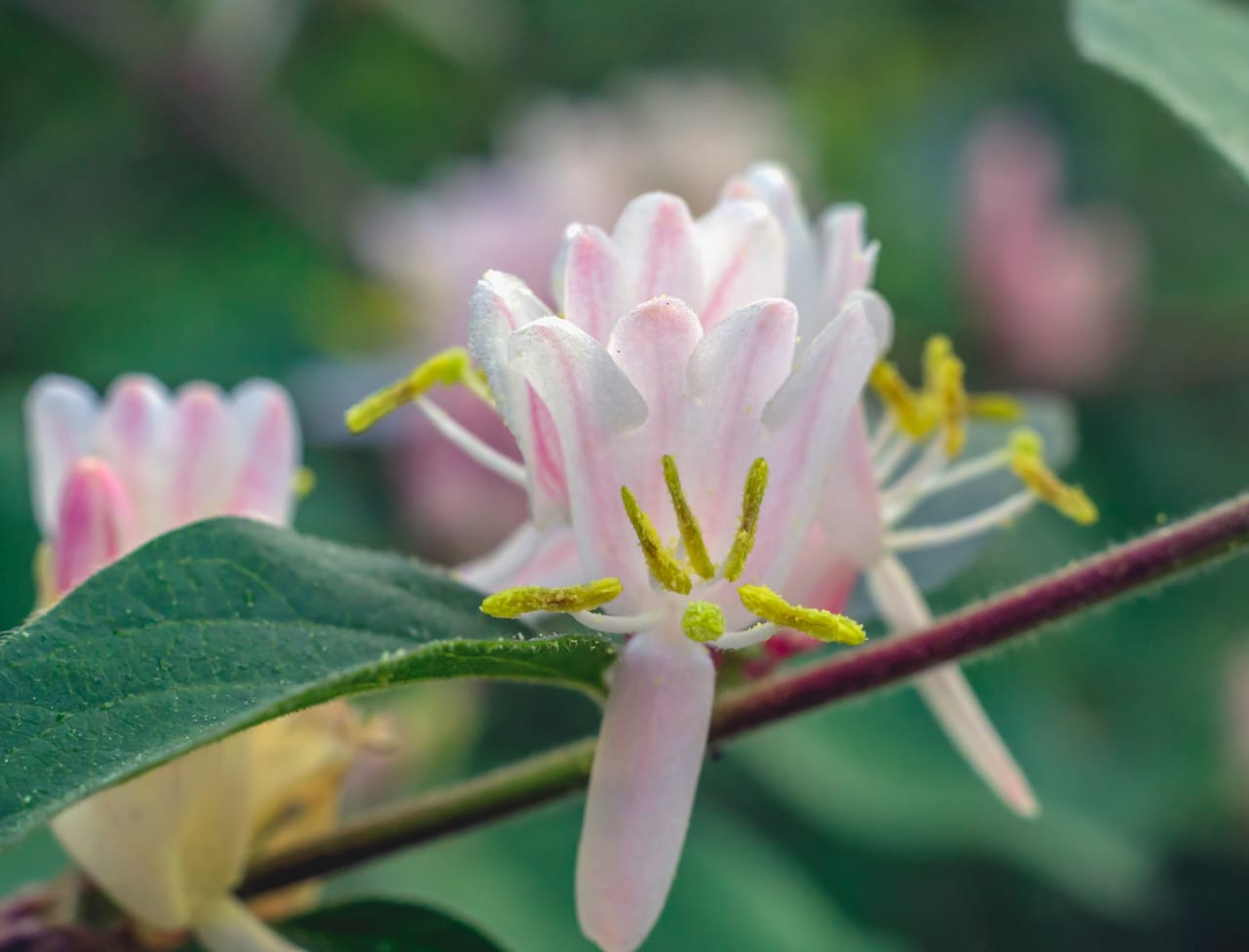 Honeysuckle Hues