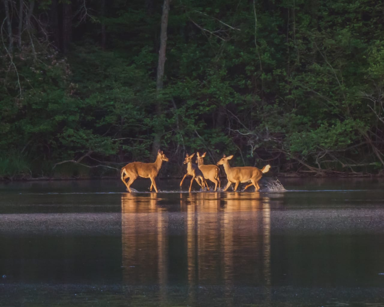 Monkey in the Middle