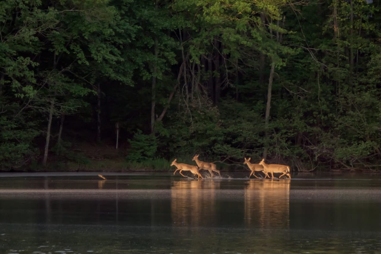 Four whitetail deer splashing around in the shallow end.