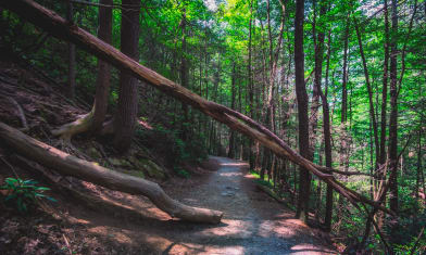 Down to Dukes Creek Falls