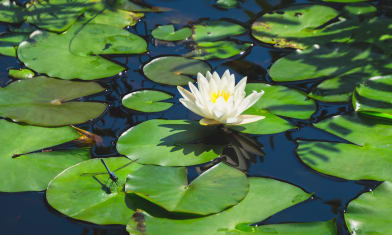 Water Lily