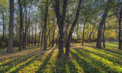 Grove on the Oostanaula