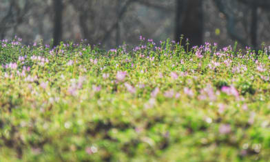 Cross Field Compression