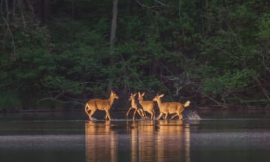 Monkey in the Middle