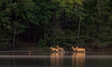 Four whitetail deer splashing around in the shallow end.