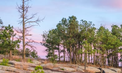 Back to Pink
for Clarity