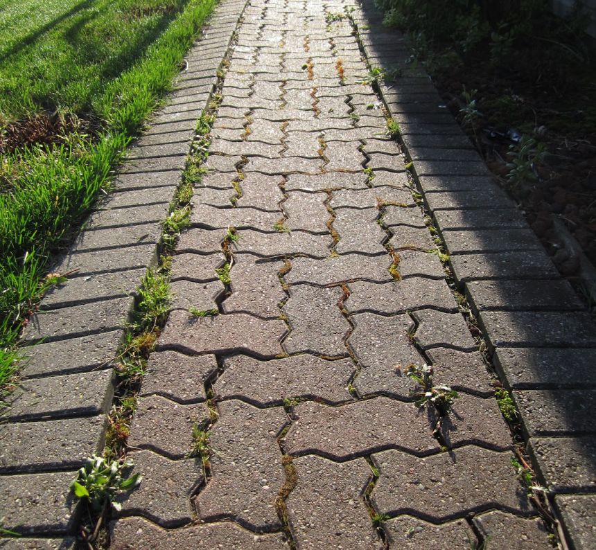 paver walkway down the side of the house has rows falling to the side and weeds growing in between the rows